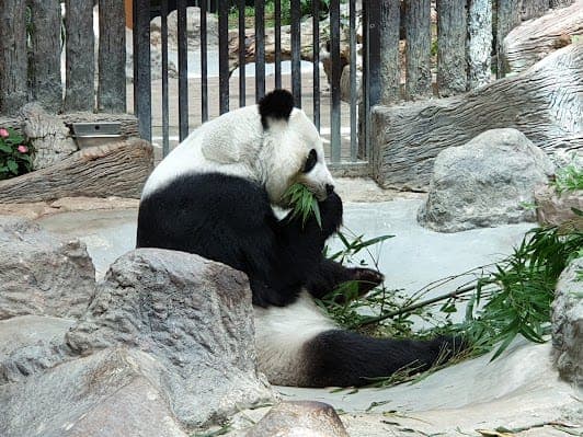 Chiang Mai Zoo