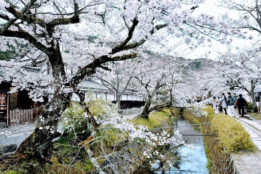 Tetsugaku No Michi