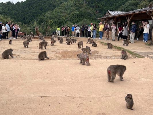 Arashiyama Monkey Park Iwatayama