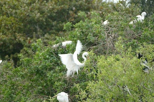Venice Area Audubon Society