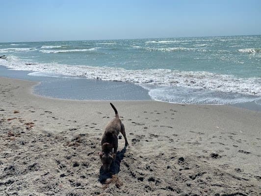 Venice dog beach