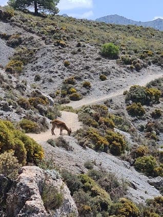 Cumbres Verdes