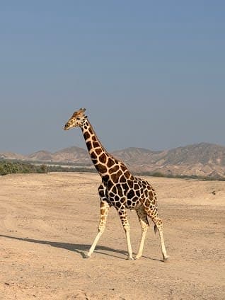 Sir Bani Yas Wildlife Park