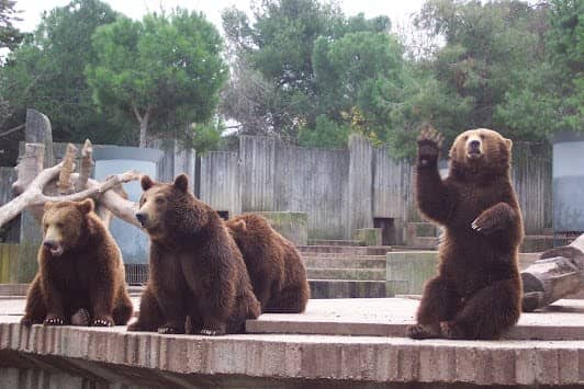 Zoo Aquarium de Madrid photo 7