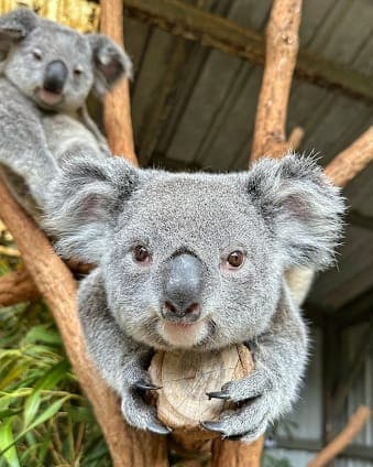 Lone Pine Koala Sanctuary