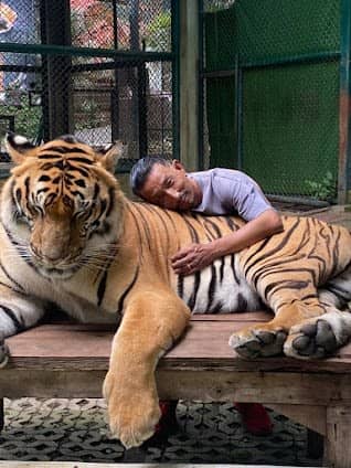 Tiger Kingdom photo 6