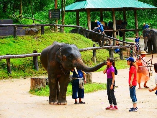 Mae Sa Elephant Camp