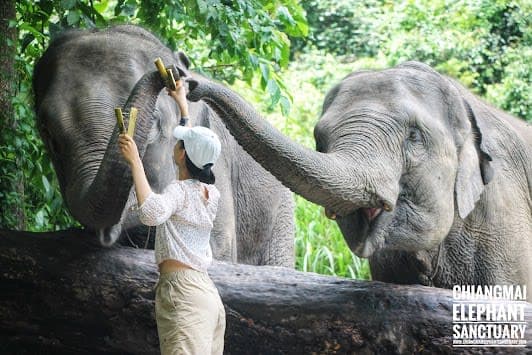 Chiang Mai Elephant Sanctuary