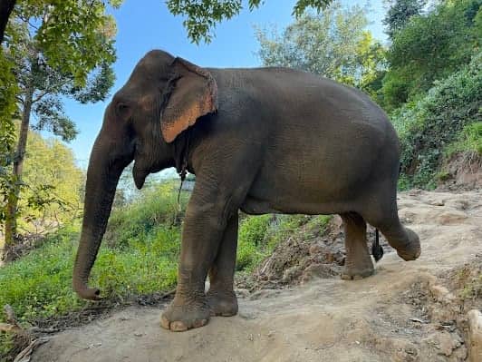 Chiang Mai Elephant Sanctuary photo 7