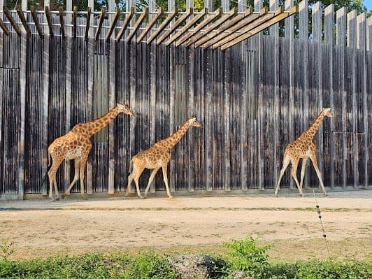 Lyon Zoo photo 6