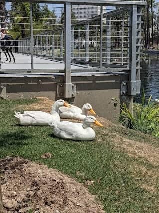 Echo Park Lake photo 5