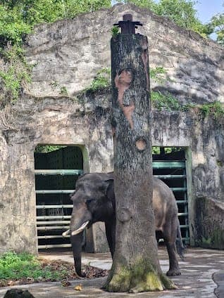 Ragunan Zoo