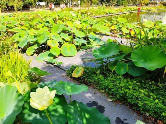 Jardin Botanique de Bordeaux photo 7
