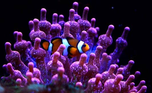 Aquarium of Lyon photo 6