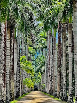Botanical Garden of Rio de Janeiro