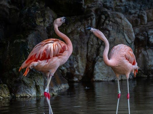 Los Angeles Zoo photo 3