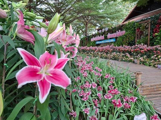 Chiang Mai Chaloem Phrakiat Park photo 4