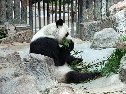 Chiang Mai Zoo photo 6