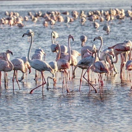 Al Wathba Wetland Reserve