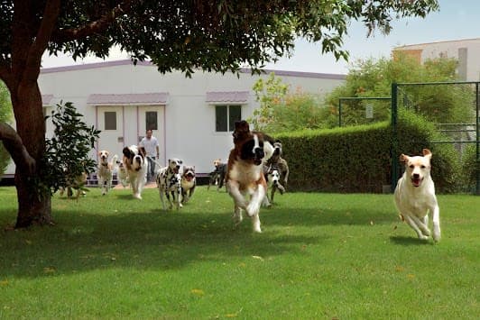 Cloud9 Pet Hotel & Care - Veterinary Clinic & Pet Hotel