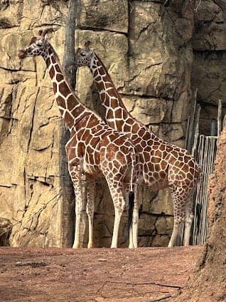 Lincoln Park Zoo photo 7