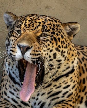 Simba Safári SP