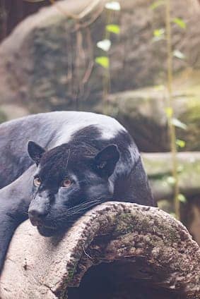 BioPark of Rio photo 6