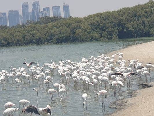 Ras Al Khor photo 6