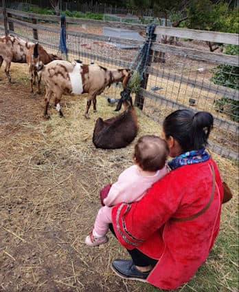 Collingwood Children's Farm photo 6