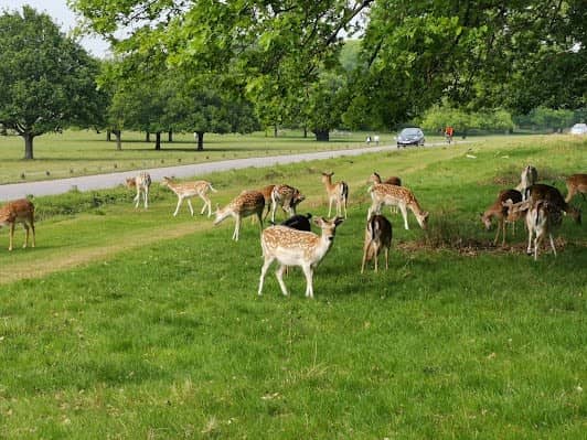 Richmond Park photo 2