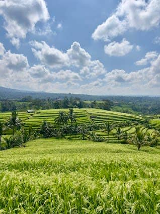 Jatiluwih Rice Terraces photo 3
