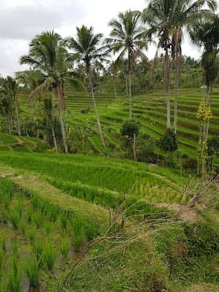 Jatiluwih Rice Terraces photo 4