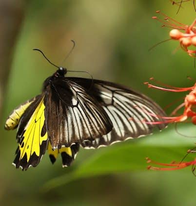Bali Butterfly Park Tabanan photo 5