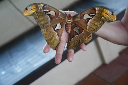 Bali Butterfly Park Tabanan photo 3