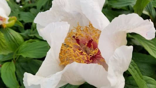 Toronto Botanical Garden photo 6