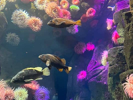 Ripley's Aquarium of Canada photo 4