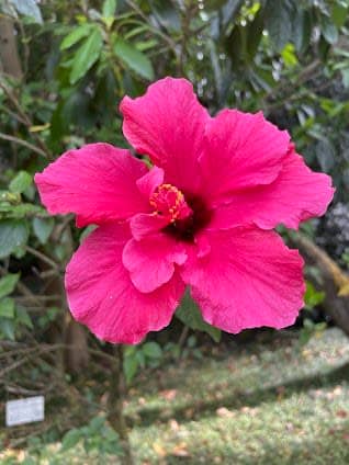 Botanical Garden of Lisbon photo 3