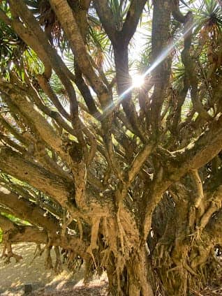 Botanical Garden of Lisbon photo 5
