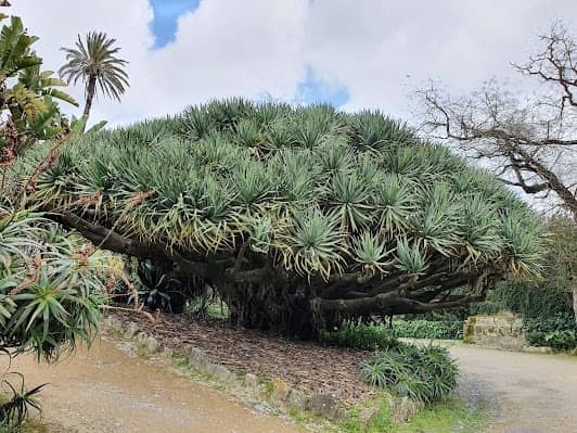 Botanical Garden of Lisbon photo 2