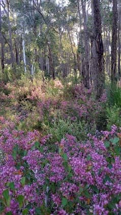 Kalamunda National Park photo 5