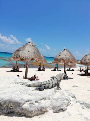 Dolphins Beach photo 5
