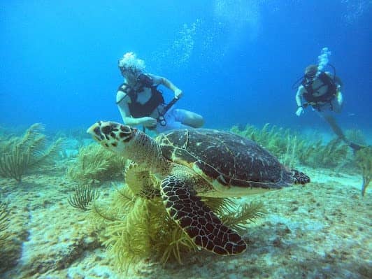 SCUBA CANCUN photo 4
