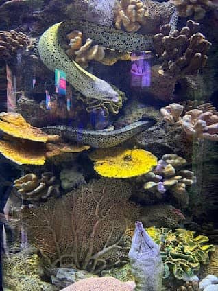 Interactive Aquarium Cancún photo 5