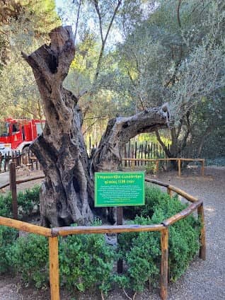 Diomidous Botanical Garden photo 4