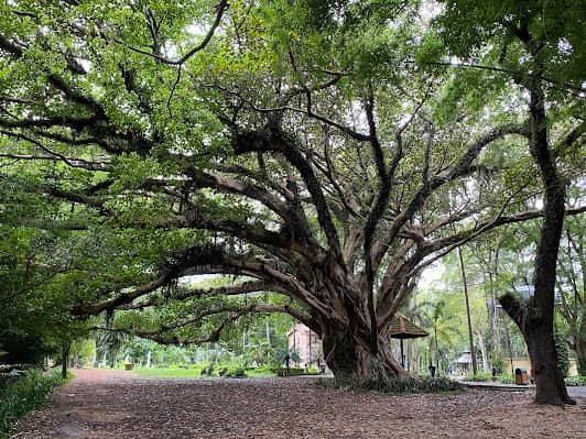 Parque Jardim da Luz photo 3