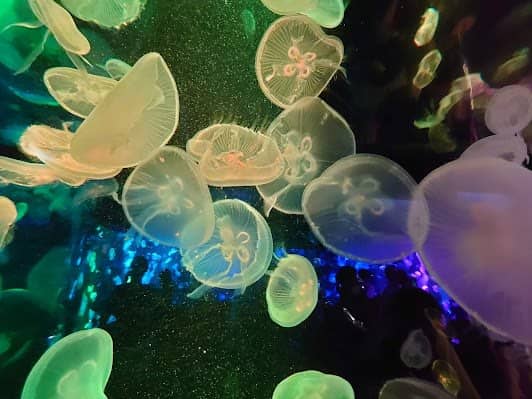 Kyoto Aquarium photo 4