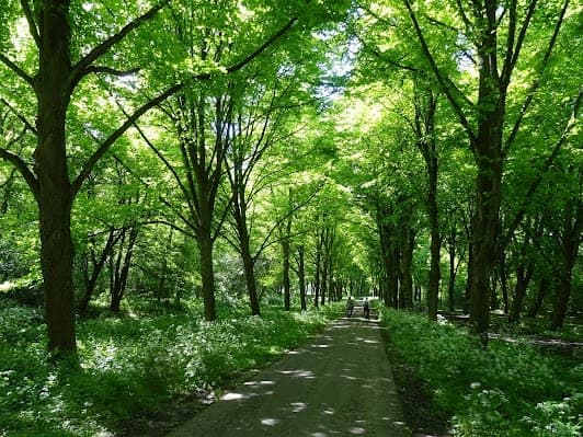Amsterdam Forest