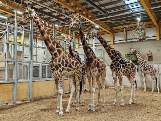 Edinburgh Zoo