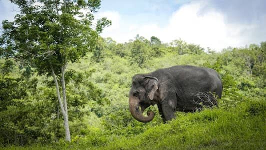 Phuket Elephant Sanctuary photo 7