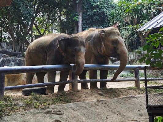Chiang Mai Zoo photo 5